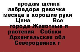 продам щенка лабрадора девочка 2 месяца в хорошие руки › Цена ­ 8 000 - Все города Животные и растения » Собаки   . Архангельская обл.,Северодвинск г.